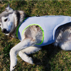 Mesh Mesh Dog Harness Waterproof Dog Pet Harness Vest