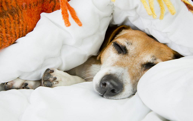 4 tips to teach you how to train the dog to sleep on dog pets