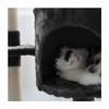 Pet Scratching Post Towers Condo for Large Cats Wholesale Cat Tree Condo