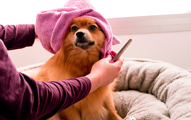 5 ways to prevent static electricity on dog grooming in winter