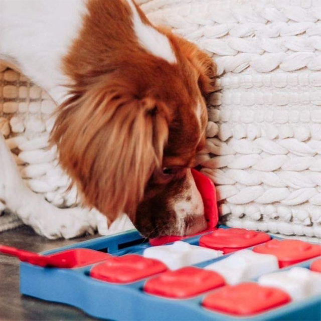 Plastic Flexible Smart Design for Dog Bowl