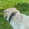 2022 Amazon Spot New Pet PU Microfiber Dog Positioning Collar Rope 