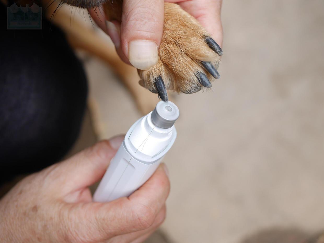 pet nail clipper