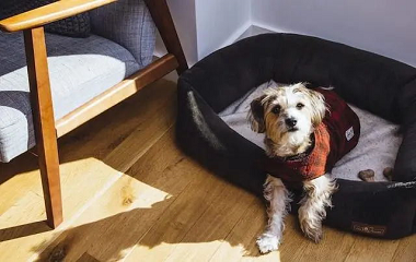 Regarding the choice of dog bed, you must know this for dog lovers!