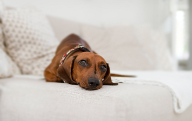 Why some dogs don’t love sleeping on the pet bed?