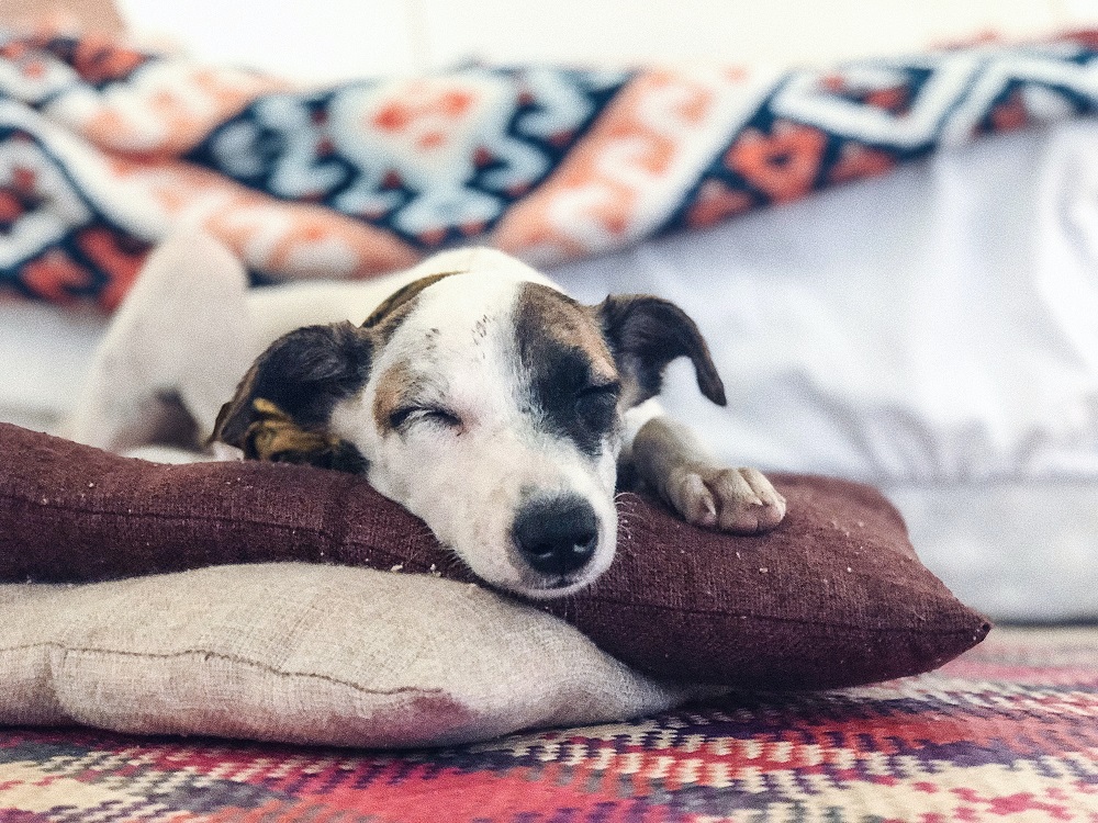 dog bed